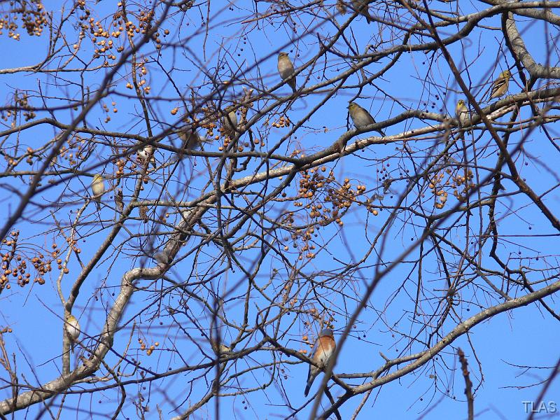 Bluebird & 9 Goldfinches 011208 033